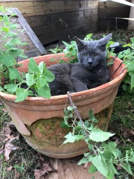 Punkin enjoying a bed of catnip