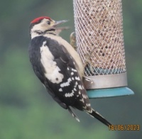 The older Juvenile Greater Spotted Woodpecker