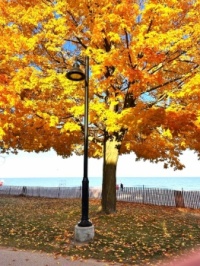 Awesome Autumn in Evanston, IL12