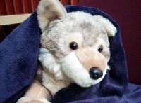 Virginia (the) Woolf, the Lee Library mascot, keeping warm