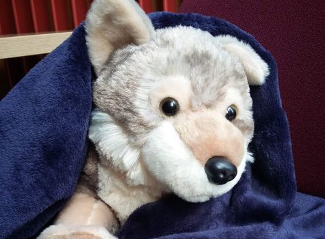 Virginia (the) Woolf, the Lee Library mascot, keeping warm