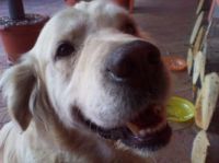 ARNON - BEST DOG EVER ! RIP MY TRULY FRIEND ! MOURN U TILL I JOIN U !