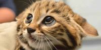 o-BLACK-FOOTED-CAT-KITTENS-facebook