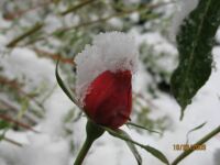 Snow Cap Rose
