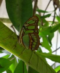 Green and Brown Butterfly