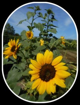 Sunflower - 8-8-16