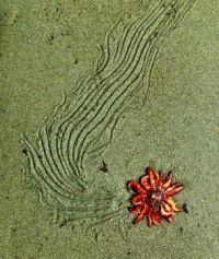 Sea urchin path