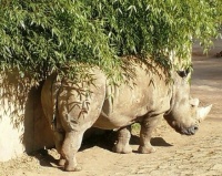 Rhino in hiding 😉