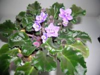 Sweet Violets