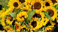 sunflower-1622785_1280