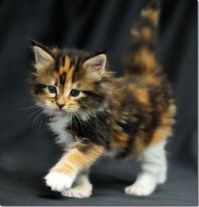 Fluffy Calico parading on the catwalk