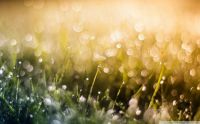 Grass with dew