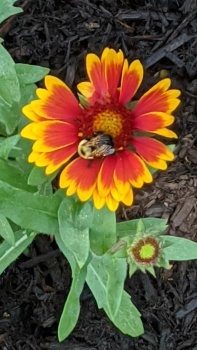 Blanket flower and bee