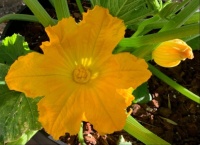 Squash Blossom