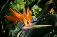 Strelitzia reginae