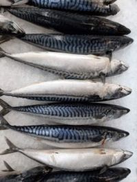 Mackerel