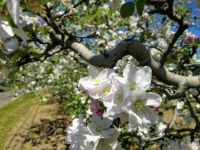 It's apple blossom time again!