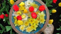 Floating Daffs