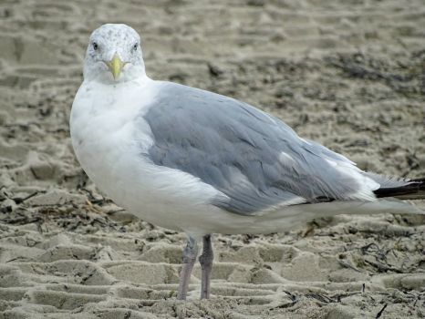 Ogunquit Seagull