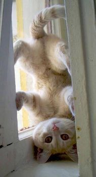 cat upside down 2013