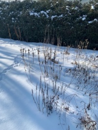 January in the Ottawa Valley