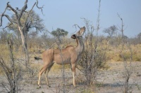 Safari -- Botswana