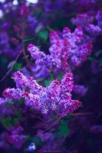 Lilac Flowers (Apr17P35)