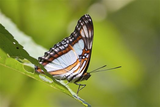 Een vlinder op een koffieplantage in Coatepec, Veracruz, Mexico.