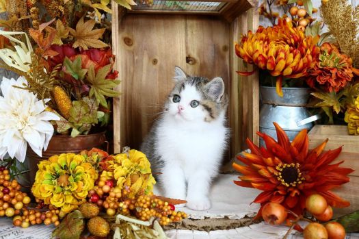 Autumn Still Life With Kitten