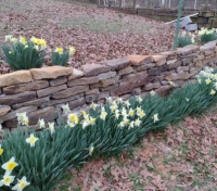Spring Flowers on a Wall