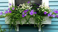 Window Flower Boxes (#2)