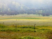 Hunting for wildflowers in the rain and fog