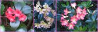Tropical Rhododendron in three colours...