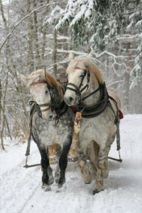 Beautiful pair of horses....