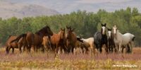 More Nevada Mustangs