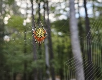 MarbledOrbWeaver