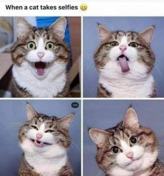 Cat selfies