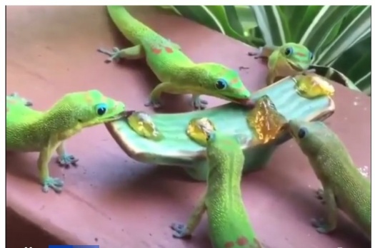Solve Geckos Eat Guava Jelly Breakfast in Hawaii. jigsaw puzzle online ...