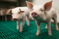 Happy Pig Day- March 1st