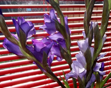 Purple gladioli