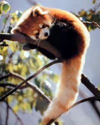 Red Panda nap time 