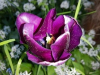 Tulpe