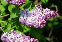 Beautiful Lilac