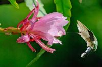 hummingbird  feeding at pink flower