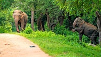 PHOTOGRAPHER OF THE YEAR PORTFOLIO NO. 3 - 3 OF 3