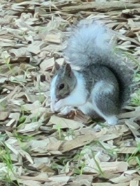 Unique Squirrel