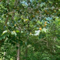 beech nuts zoomed