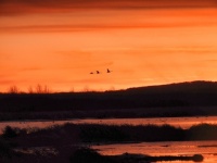 Swans flying in the sunset