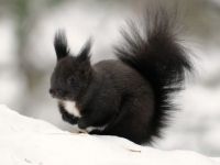 black and white squirrel in the snow