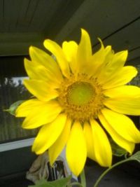my 1st sunflower